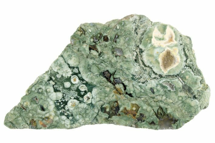 Polished Rainforest Jasper (Rhyolite) Slab - Australia #221914